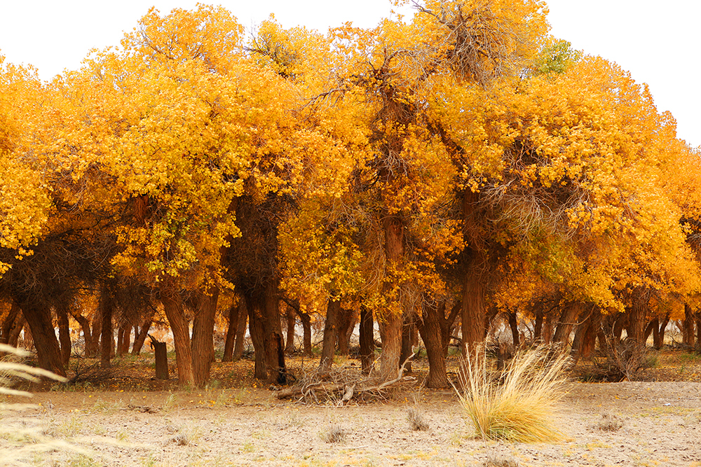 到额济纳旗怎么去胡杨林,五一去额济纳旗胡杨林好看不