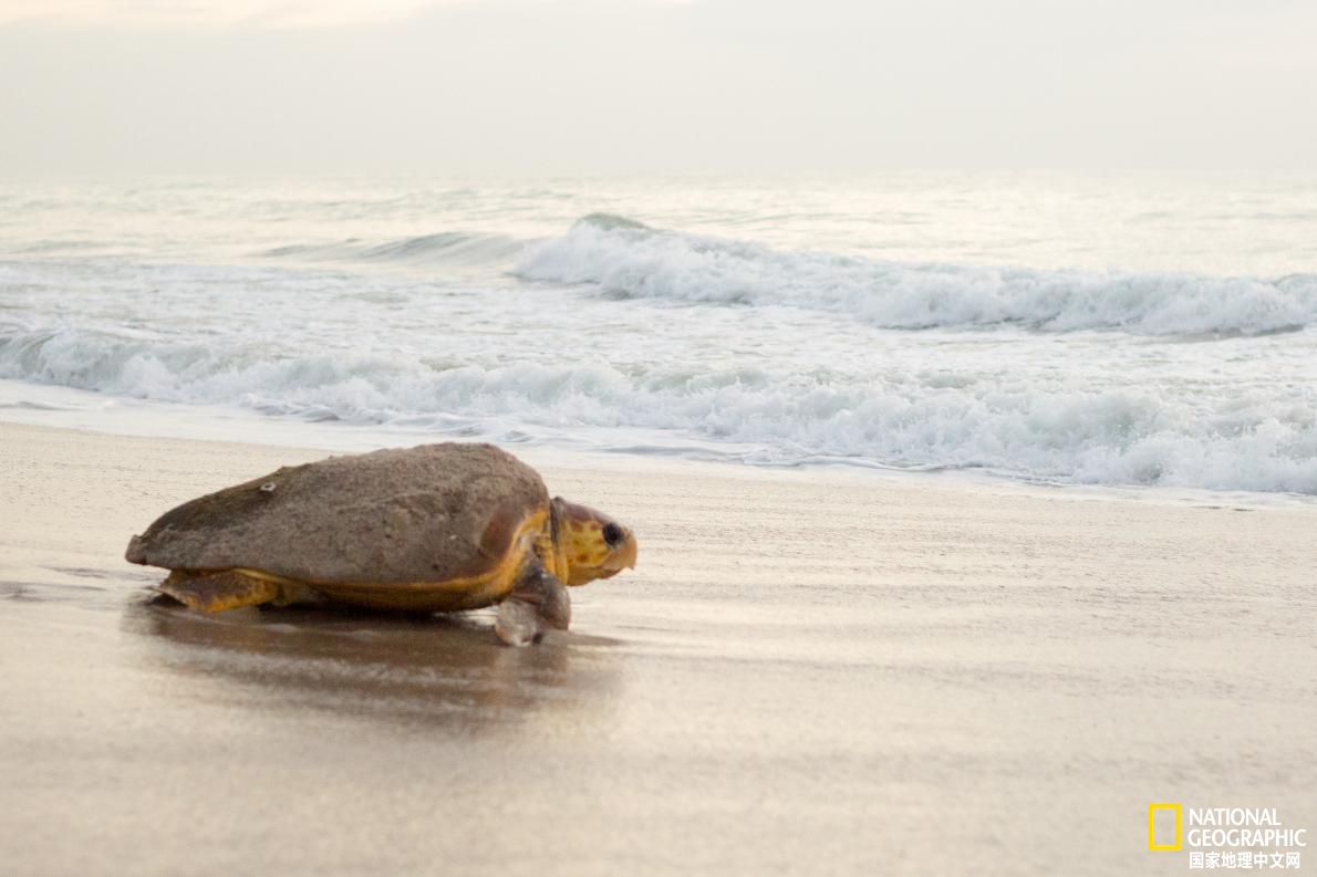 新冠肺炎疫情澳洲,海龟疫情最新