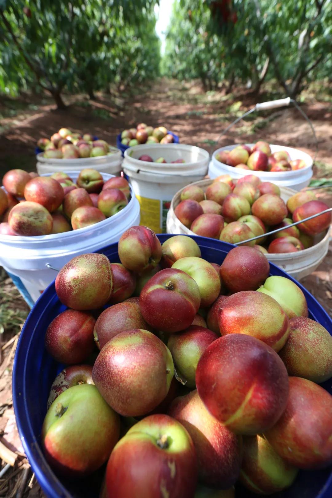 红红油桃挂枝头，这个五月“桃”你欢心