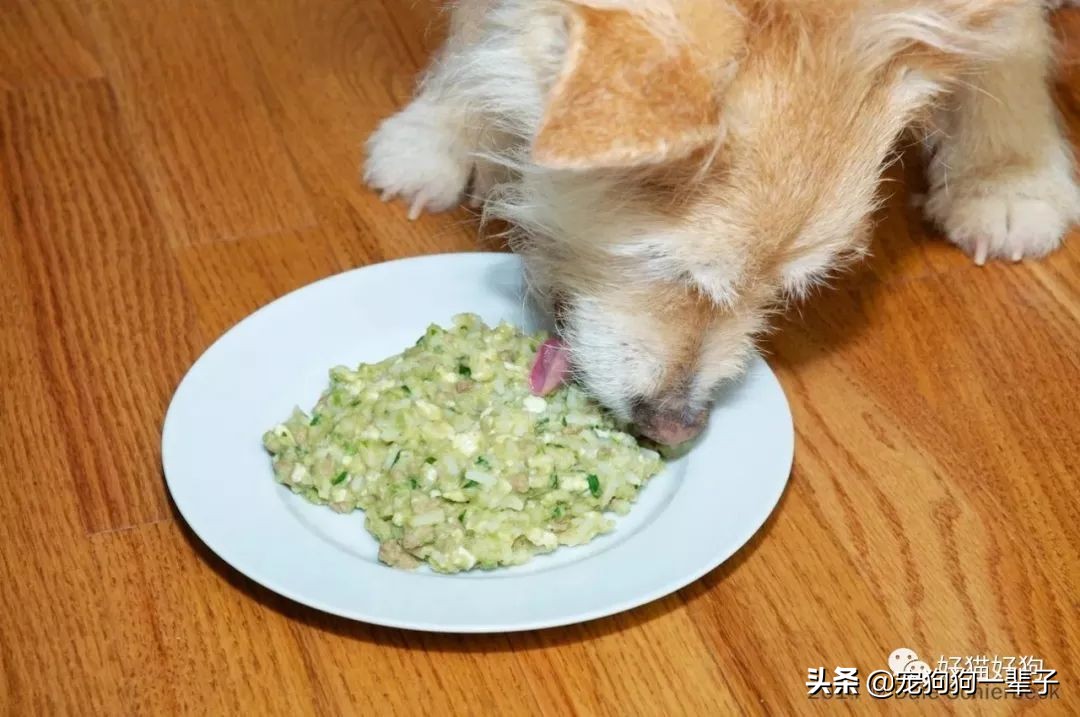 狗狗缺磷钙,狗狗最佳钙磷比