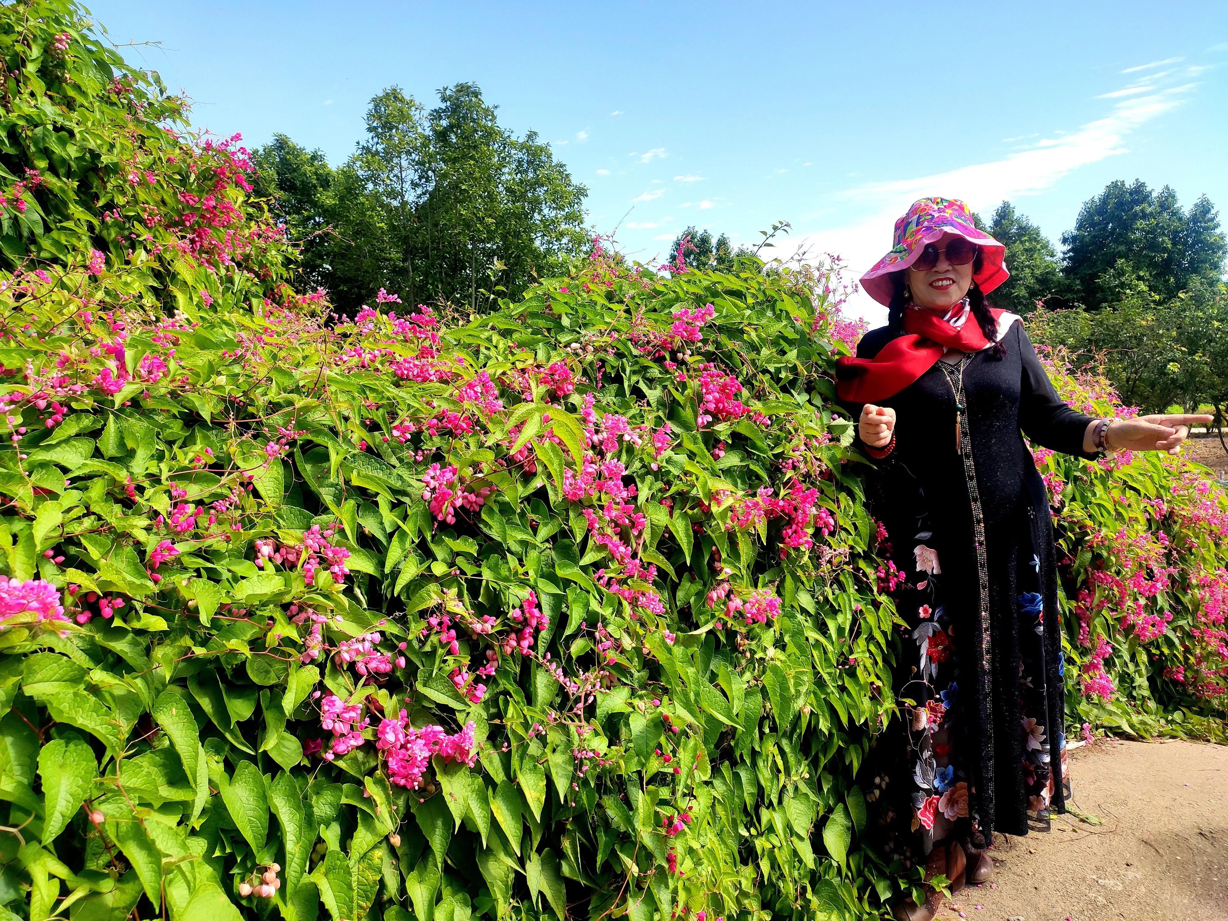 南沙好玩的地方百万葵园,广州南沙百万葵园几月份去最好