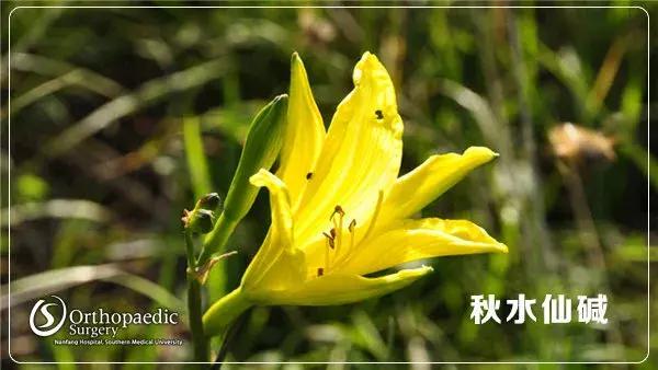 治疗痛风有哪些有效的方法,游走性痛风疼痛治疗方法