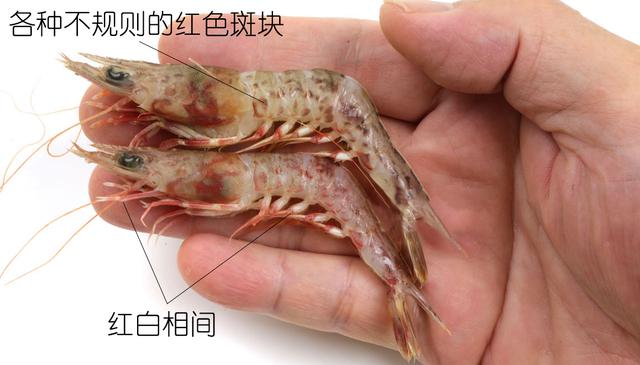 硬壳罗氏虾和软壳罗氏虾的区别,罗氏虾鳌虾甜虾有什么不同