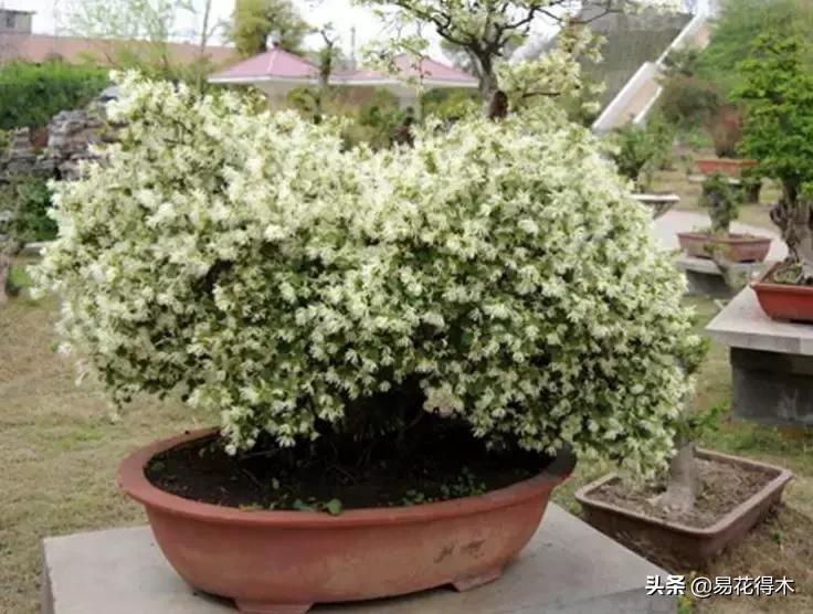 白檵木盆景图片欣赏,异形白花檵木盆景