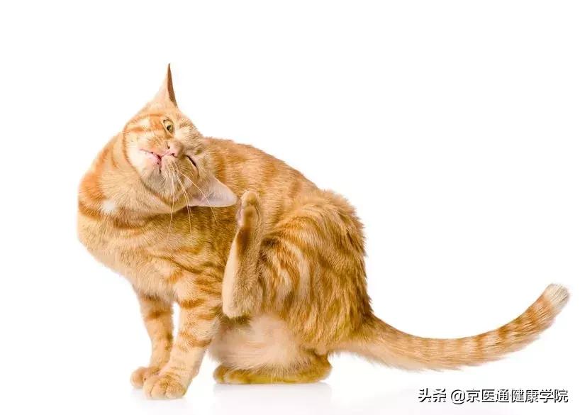 袜子跟内裤一起洗的危害,内衣裤袜子需要分开洗吗