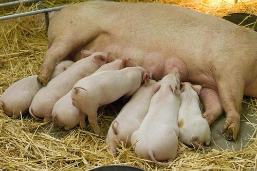 养猪猪仔腹泻怎样用药,高温天气猪发烧怎么回事