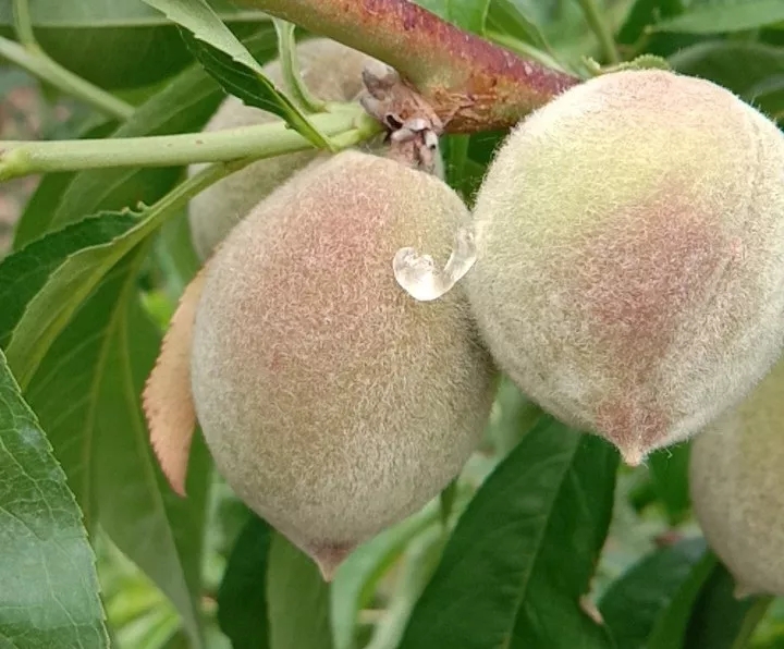桃树流胶怎么治最有效,桃树流胶特效药哪里有出售