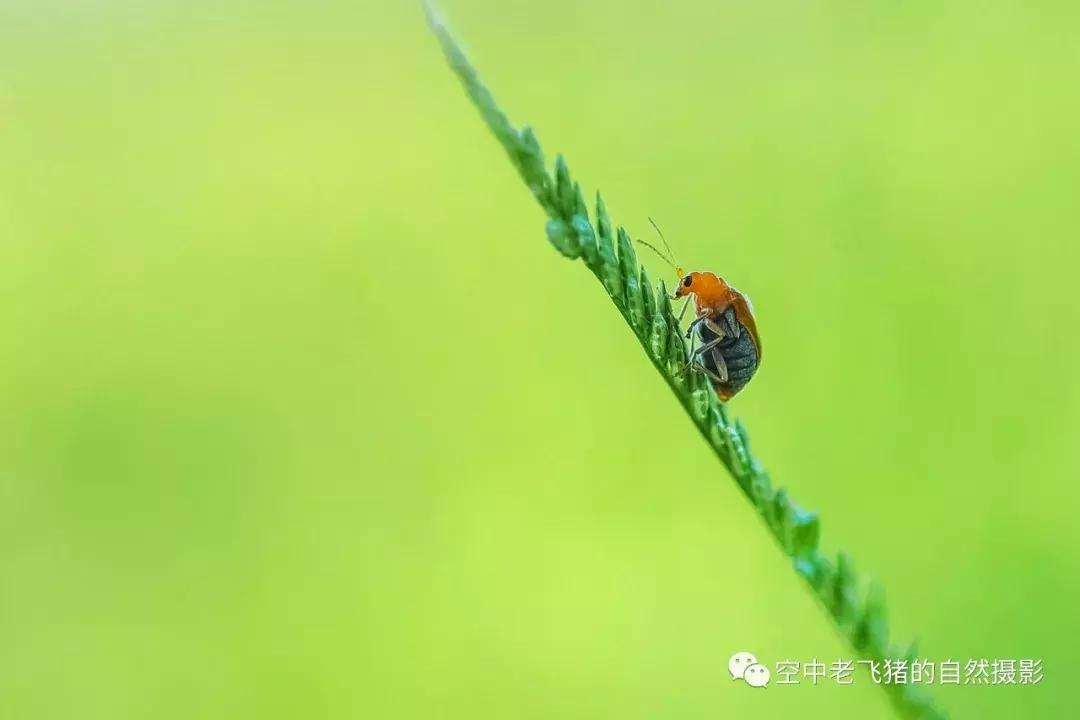 奥林巴斯12-100pro参数,奥林巴斯12-100pro镜头测评