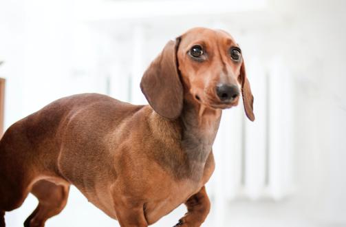 狗子来大姨妈怎么办,狗子姨妈期间如何护理