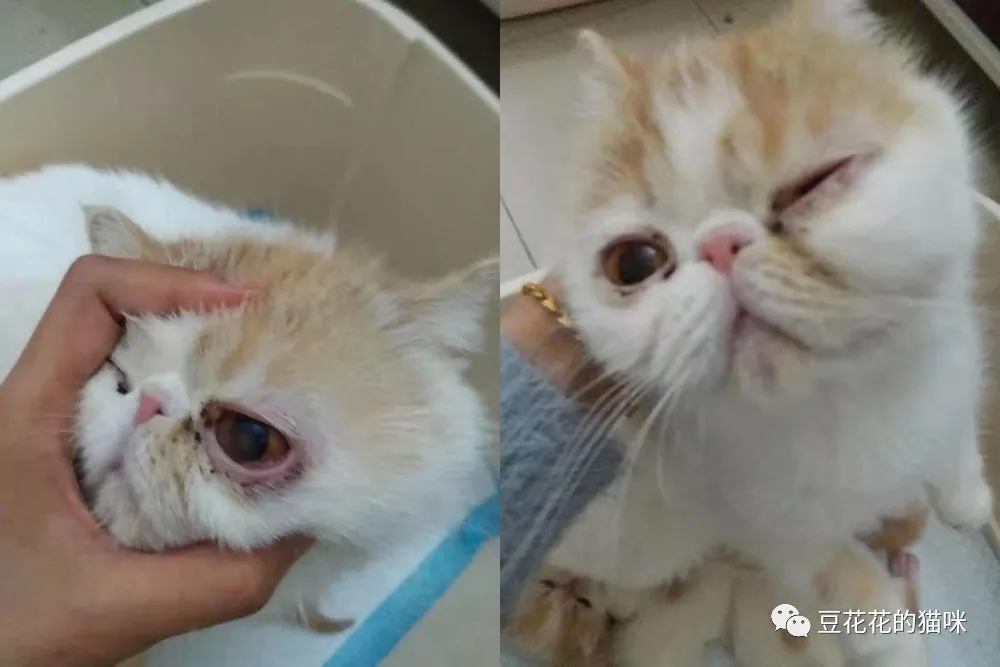 泪痕严重的猫咪怎么治疗,猫顽固泪痕怎么治疗