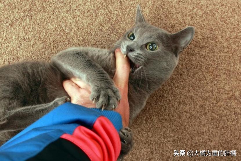 如果猫咪在家里乱蹦乱跳会怎么办,如果你家猫咪调皮怎么办