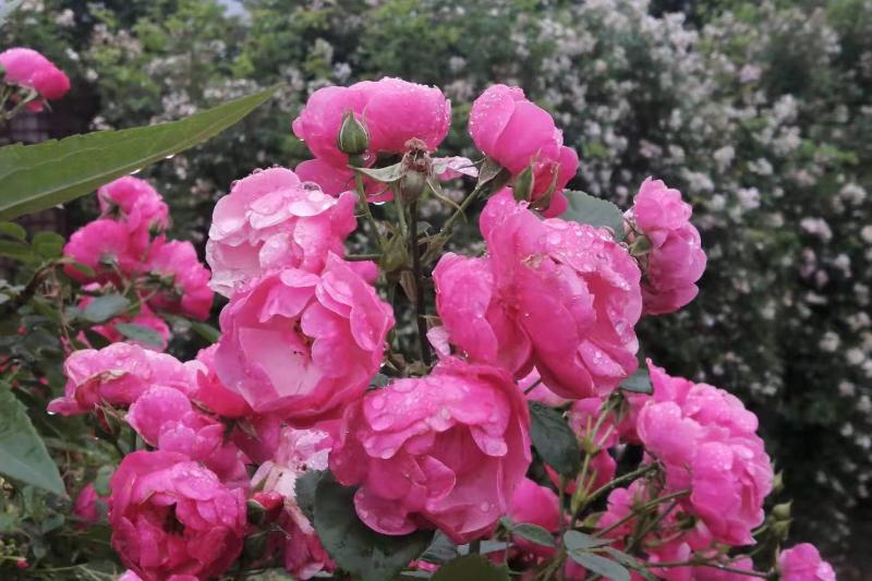 面对讨厌的人如何心理变强大,遇到讨厌的人又不得不面对