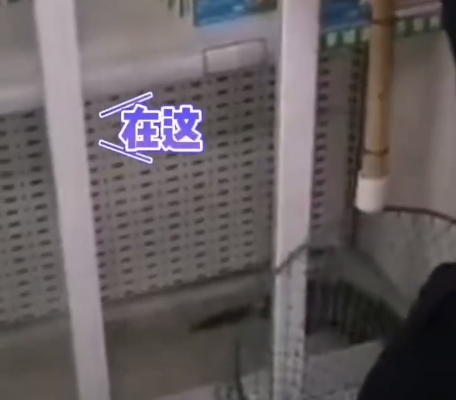 安徽一药店闯进黄鼠狼，民警惨遭臭屁攻击，黄鼠狼的屁有害吗？