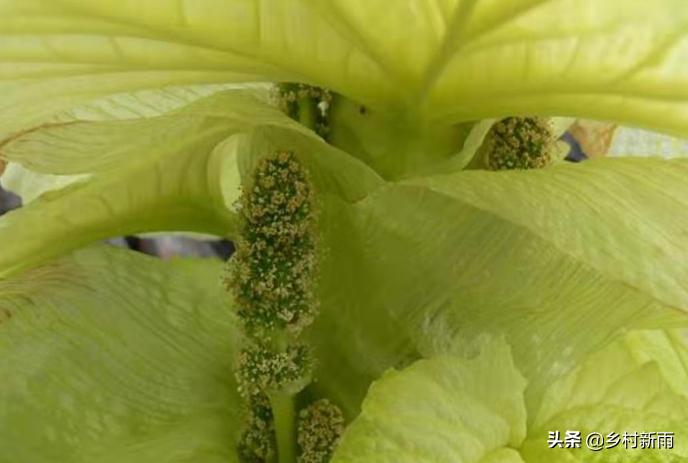 塔黄藏药配方大全,藏药塔黄能治哪种病