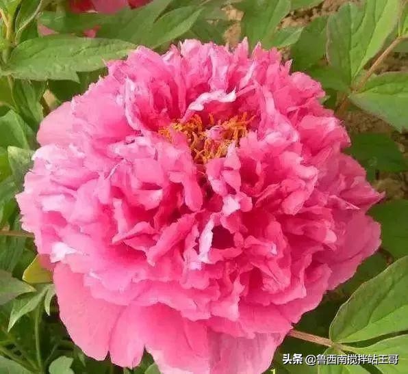 牡丹十大品种九大花系,牡丹进口品种图片及名称