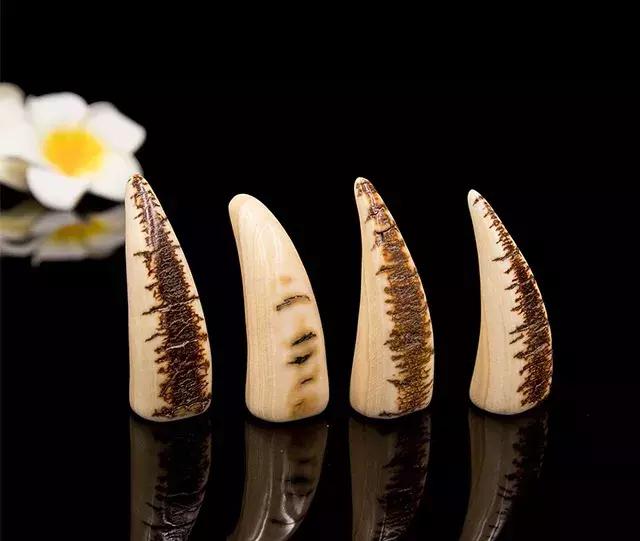 有关猛犸象的知识,猛犸象牙的来历