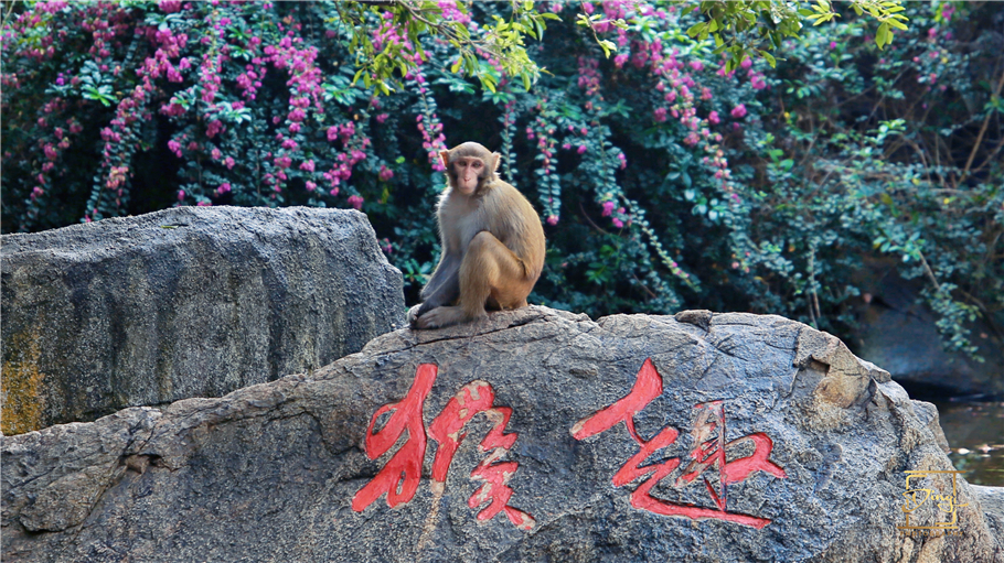 陵水猴岛与呆呆岛之旅,三亚猴岛呆呆岛有必要去吗