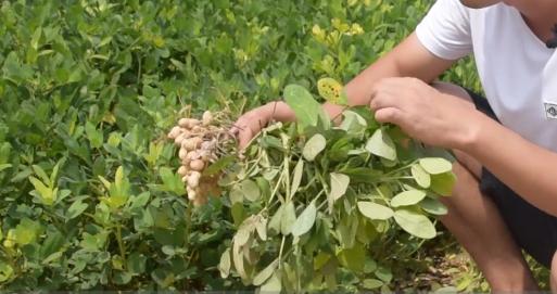 种花生高产有哪三个步骤,花生控旺什么时间最好用什么药