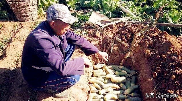萝卜怎样保存不空心视频,保存萝卜的最好方法