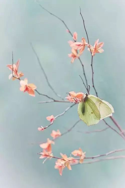 绝美花朵摄影佳作,波兰花朵摄影作品欣赏