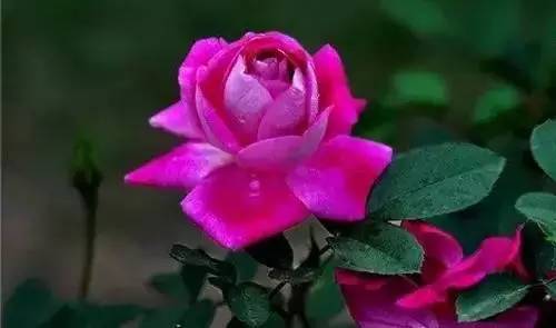 以桂花为市花的城市有哪些,中国每个城市的市花是什么