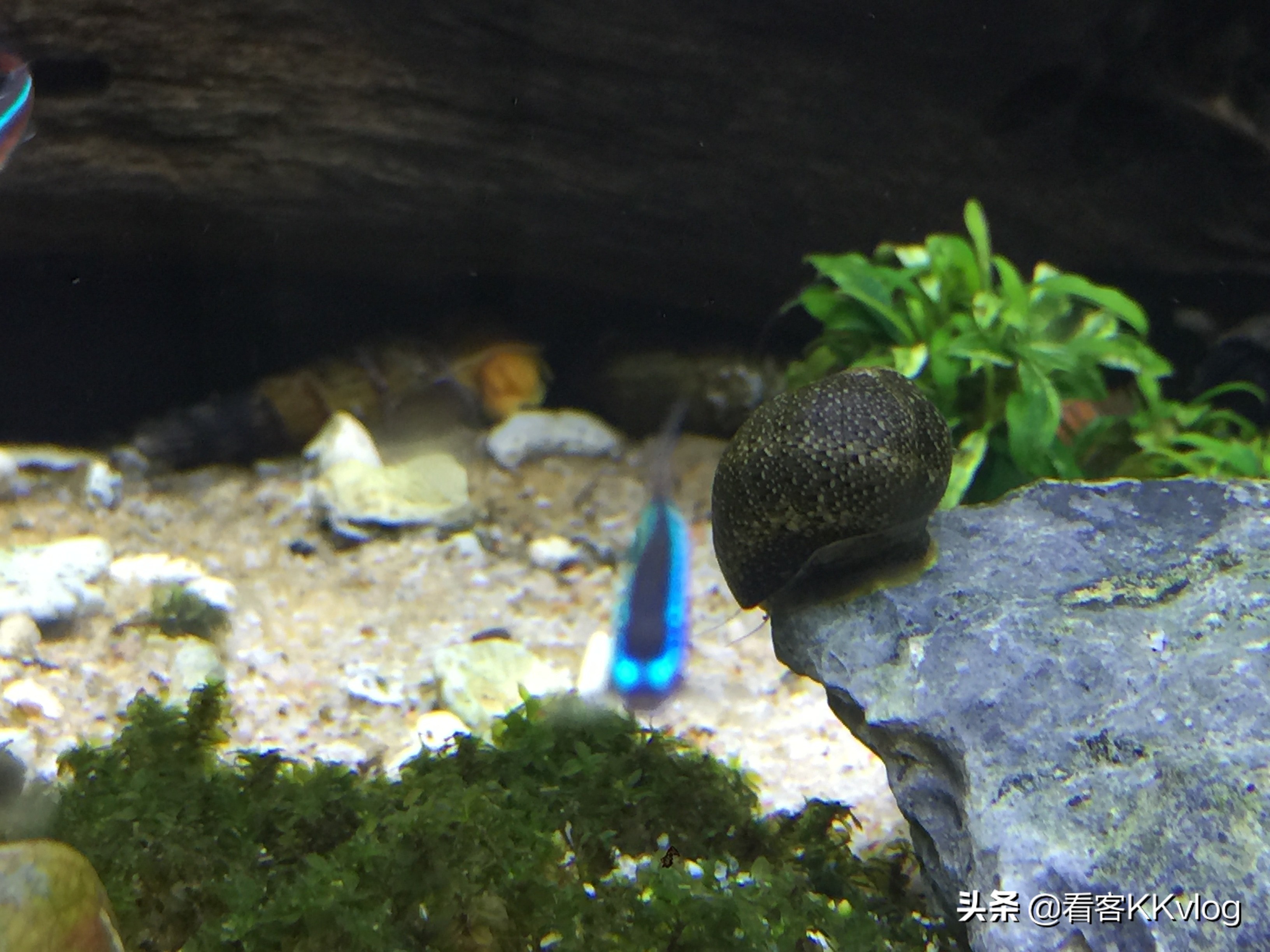 观赏螺卵图鉴,观赏螺的卵怎么养