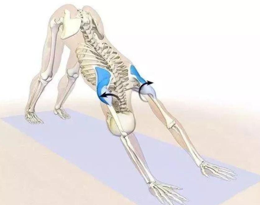 下犬式的脚后跟可以着地了,下犬式脚后跟触地