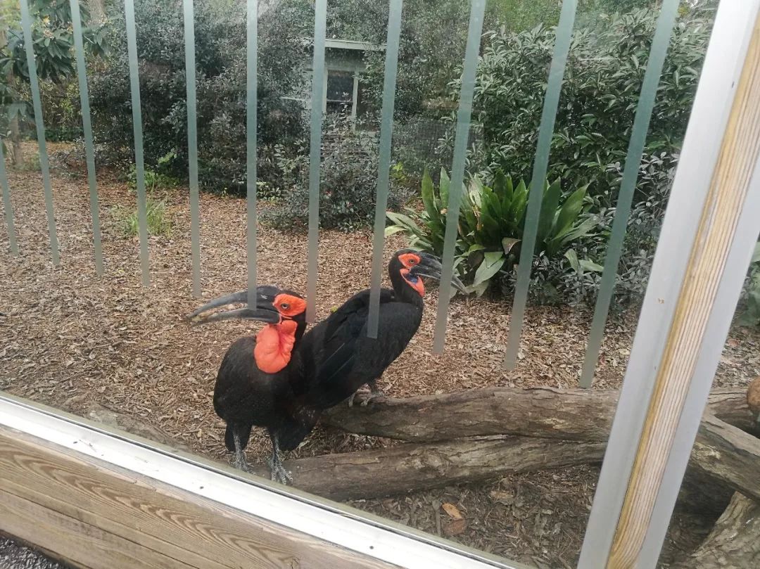 亚特兰大动物园,亚特兰大动物园和华盛顿动物园