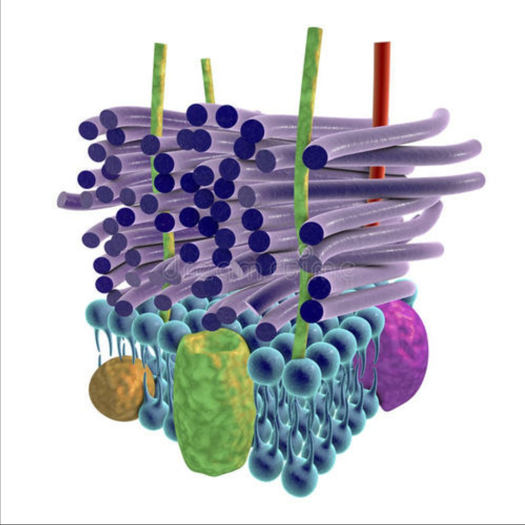 医学中阴性和阳性代表什么,革兰氏阳性菌医学意义