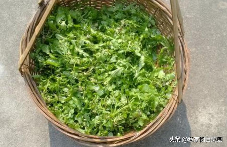 野菜盆栽的种植方法,盆栽野菜100种