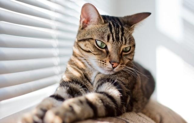 中华田园猫在古代的名字都有哪些,古代的猫咪都是中华田园猫吗