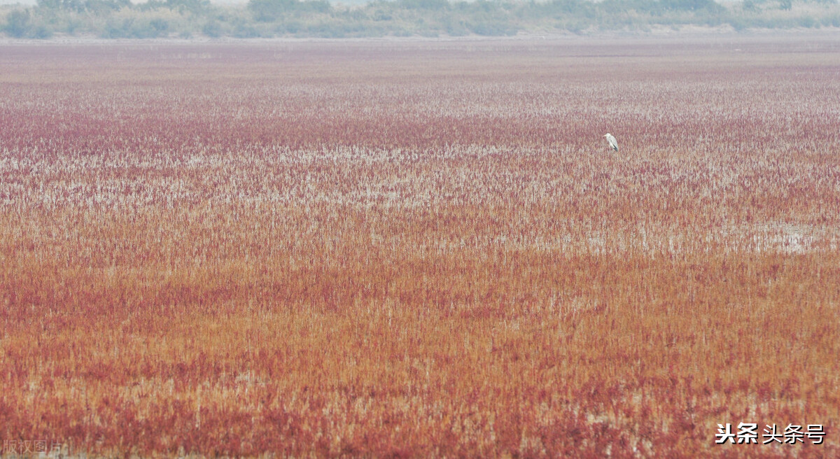 回顾东方白鹳迁徙路上的生存困境,东方白鹳在哪里栖息