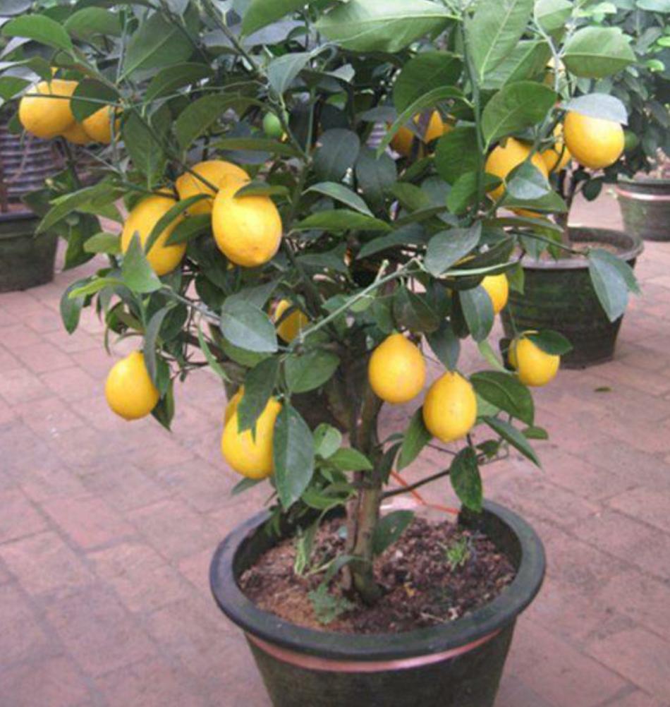 柠檬落花落叶,盆栽柠檬只开花不结果怎么办