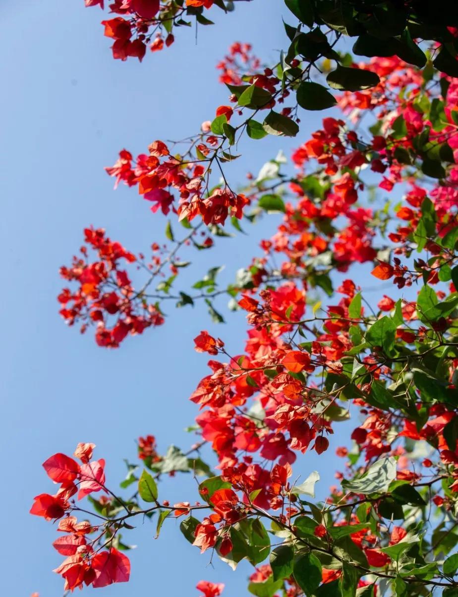 植树节再为园区添绿色,植树节赏植踏春之旅