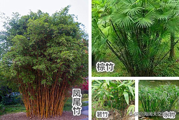 什么样子的竹子才会有竹笋,什么样的竹子才是金丝楠木