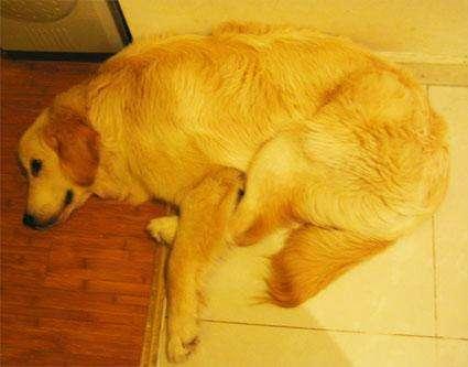 狗狗髋关节发育不良会引起抽搐吗,狗狗腿脚发软突然不会走路