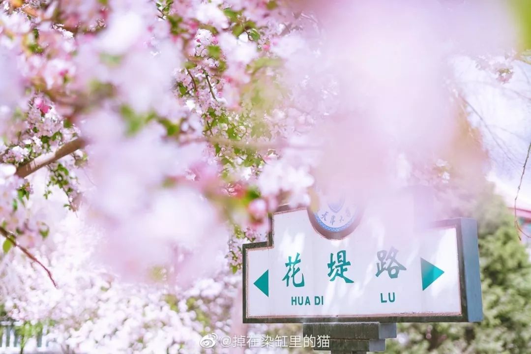 戴口罩的冬天太漫长，差点忘了中国的春天有多美