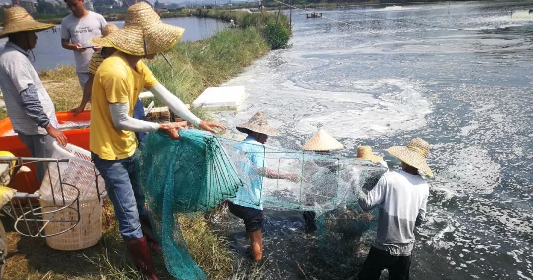 南美白对虾养虾一亩一般赚多少,小拱棚对虾养殖秘籍