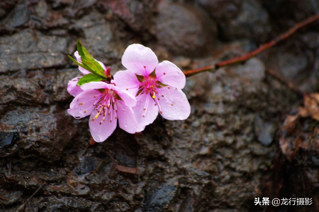 一度封机的老相机灰尘终于被清除了，试拍二张，色彩非常喜欢