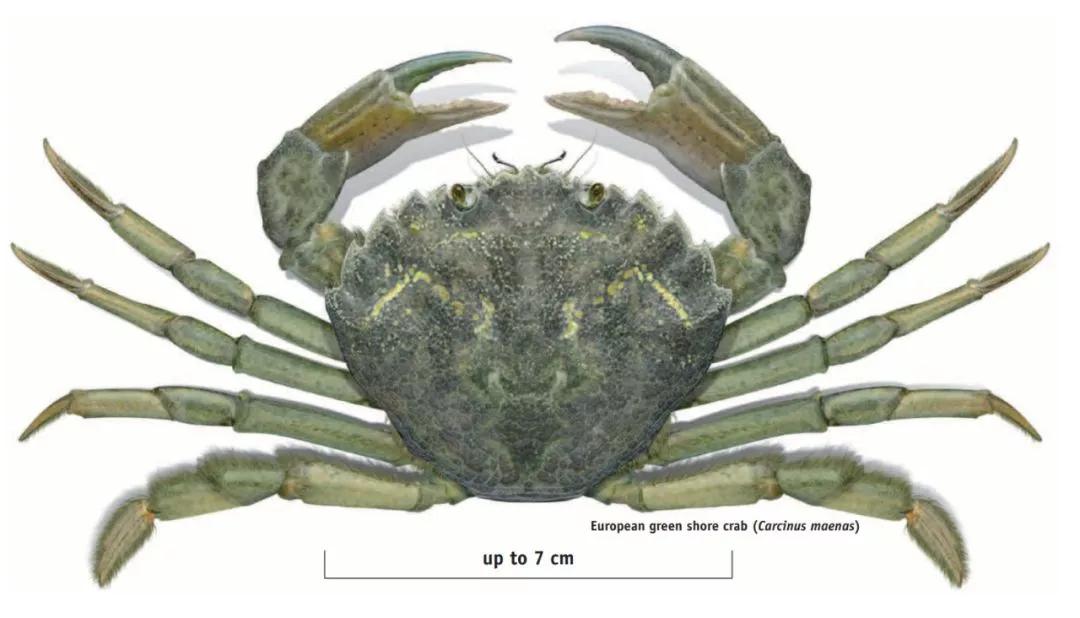 青蟹大批入侵澳洲,红蟹泛滥澳大利亚人怎么处理
