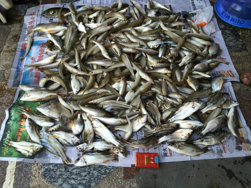 滩钓诀窍,滩钓巨物钓法