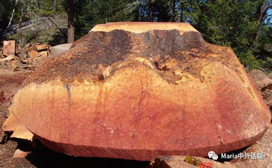 美国硬木干货价格,北美硬木排行