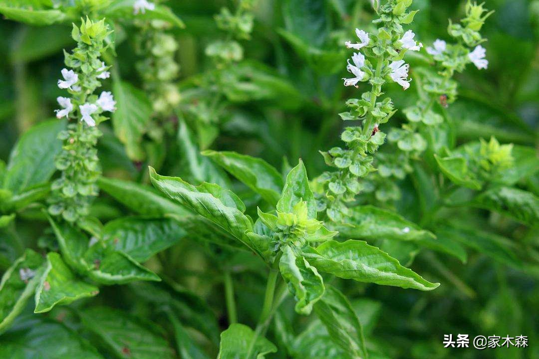 容易养活并驱蚊的植物,驱蚊虫最好的植物排行榜