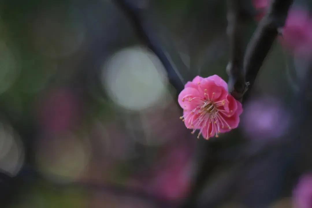 拍梅花技术的技巧和方法,拍梅花的最佳方法