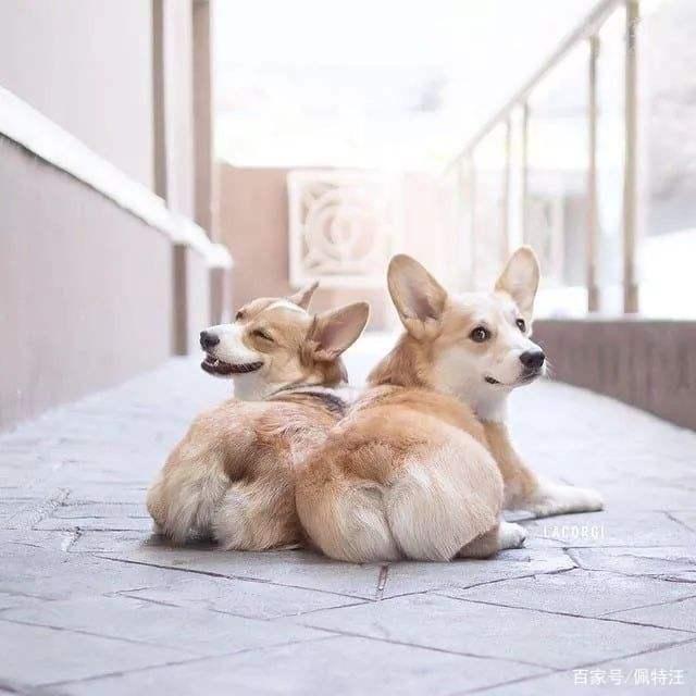 如何训练柯基在阳台定点上厕所,如何训练柯基在指定的地方上厕所