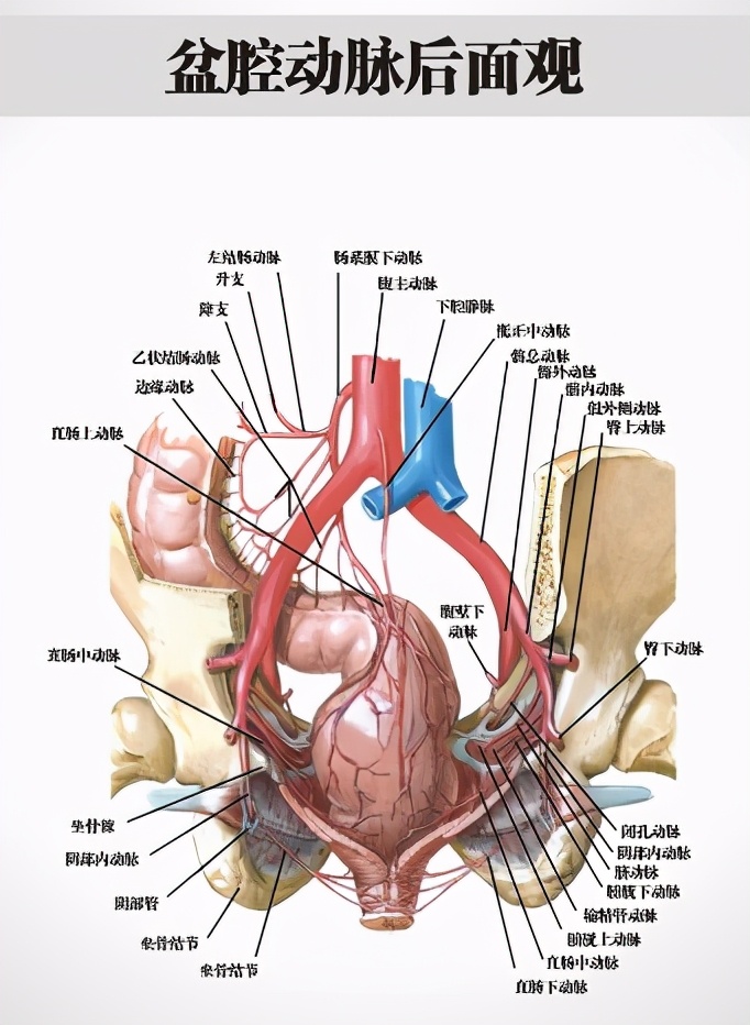 最新的中医肛肠科常见病诊疗指南,肛肠科中医适宜技术有哪些