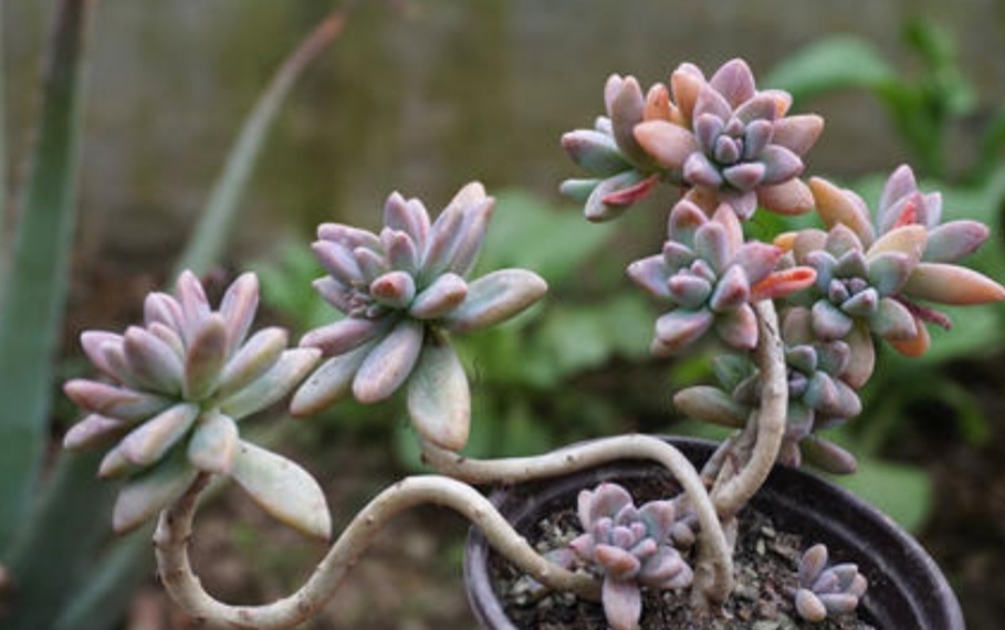 多肉枝干又长又细怎么办,老桩多肉枝条太长