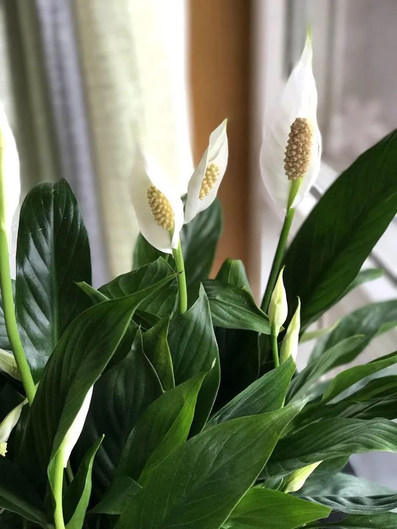 除甲醛最好的花是什么品种,房间养什么花可以除甲醛味