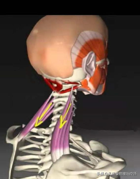 左肩膀和肩胛骨内侧肌肉会疼,右肩膀肩胛骨疼痛怎么快速缓解