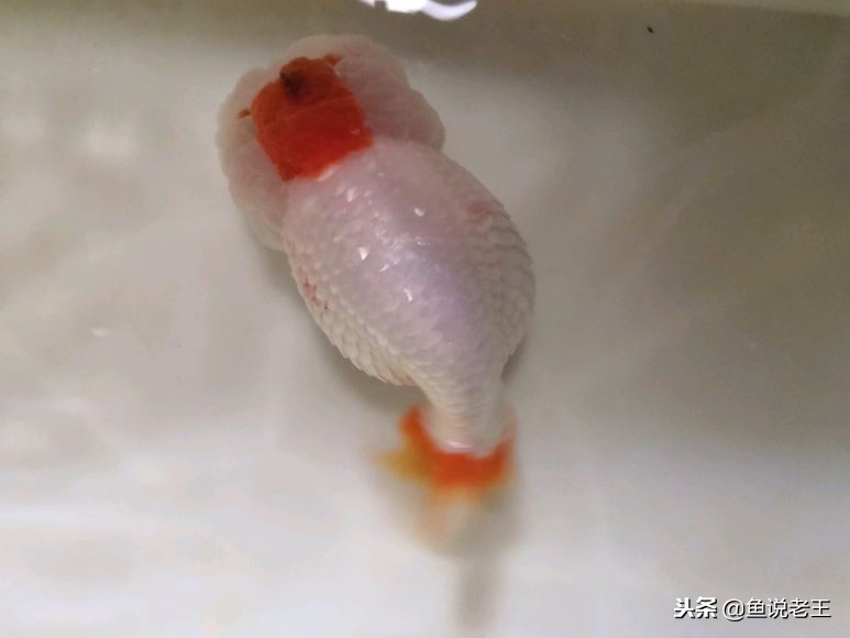 养鱼怎么治疗炸鳞,鱼儿炸鳞病的救治方法